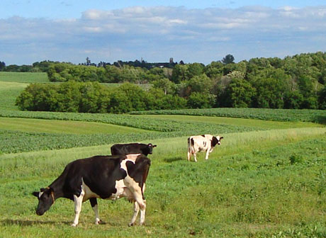 Town of Cady - Cows